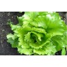 Lettuce – The Blessing (280)