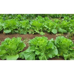 Comprar Lechuga Fresca en 280 – La Bendición