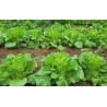 Buy Fresh Lettuce at 280 – La Bendición