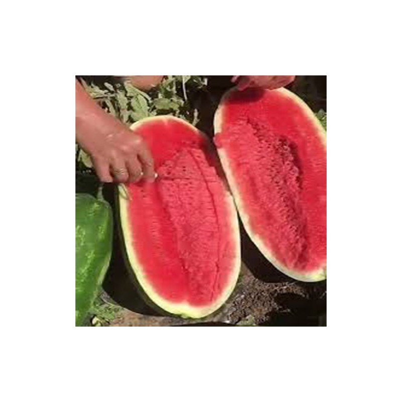 Buy Fresh Watermelon at 280 – La Bendición