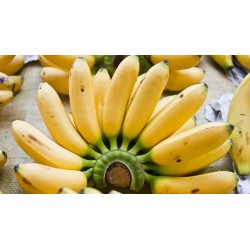 Comprar Bananos Maduros Frescos en 280 – La Bendición