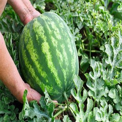 Buy Fresh Watermelon at 280 – La Bendición