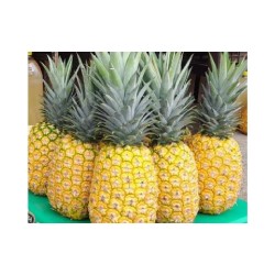Buy Fresh Pineapple at 280 – La Bendición