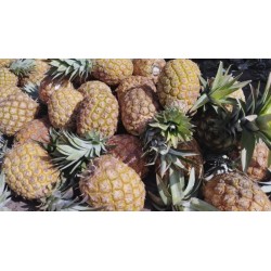 Comprar Piña Fresca en 280 – La Bendición