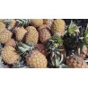 Buy Fresh Pineapple at 280 – La Bendición