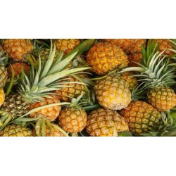 Comprar Piña Fresca en 280 – La Bendición