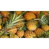 Buy Fresh Pineapple at 280 – La Bendición