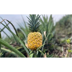 Buy Fresh Pineapple at 280 – La Bendición