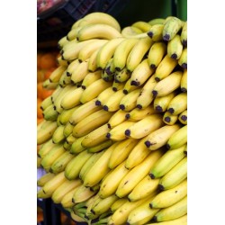 Comprar Bananos Maduros Frescos en 280 – La Bendición