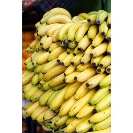 Comprar Bananos Maduros Frescos en 280 – La Bendición