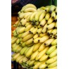 Comprar Bananos Maduros Frescos en 280 – La Bendición
