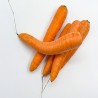 Comprar Zanahorias Frescas en 280 – La Bendición