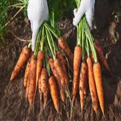 Comprar Zanahorias Frescas en 280 – La Bendición