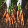 Comprar Zanahorias Frescas en 280 – La Bendición