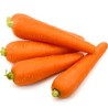 Buy Fresh Carrots at 280 – La Bendición