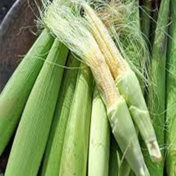 Buy Fresh Chilote at 280 – La Bendición