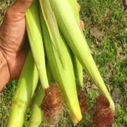 Comprar Chilote Fresco en 280 – La Bendición
