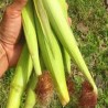 Buy Fresh Chilote at 280 – La Bendición